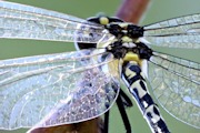 Royal Tigertail (Parasynthemis regina)